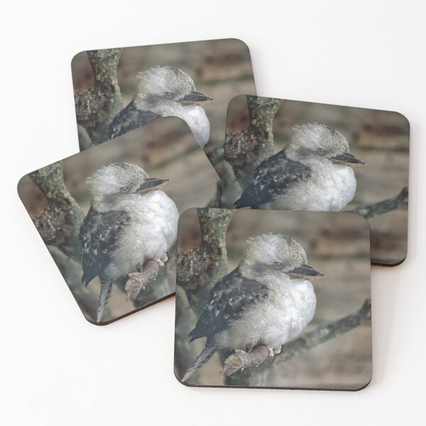 Item preview, Kookaburra, Dacelo novaeguineae. designed and sold by Philip Butler.