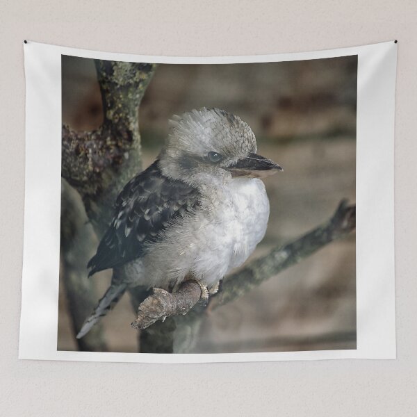 Item preview, Kookaburra, Dacelo novaeguineae. designed and sold by Philip Butler.