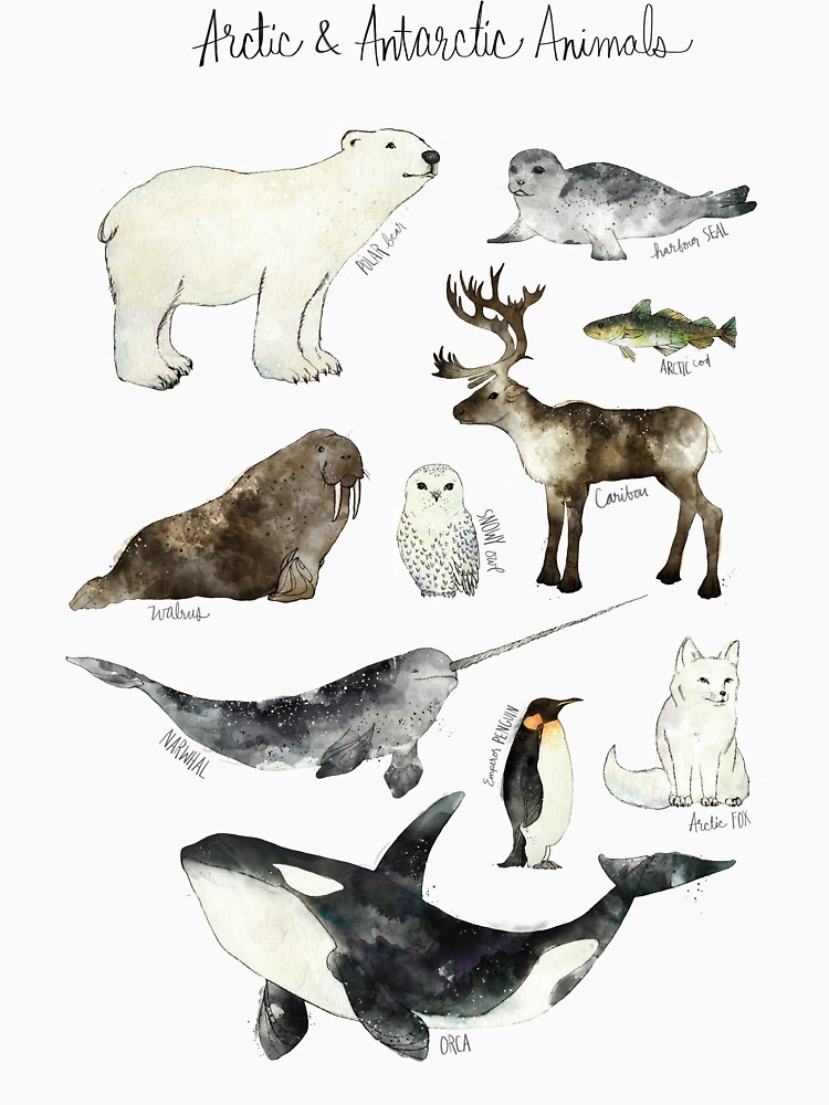Arctic & Antarctic Animals by AmyHamilton