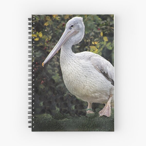 Item preview, Pink Backed Pelican, Pelecanus rufescens. designed and sold by Philip Butler.