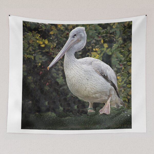 Item preview, Pink Backed Pelican, Pelecanus rufescens. designed and sold by Philip Butler.
