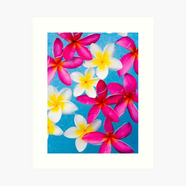 Frangipani Fun Art Print
