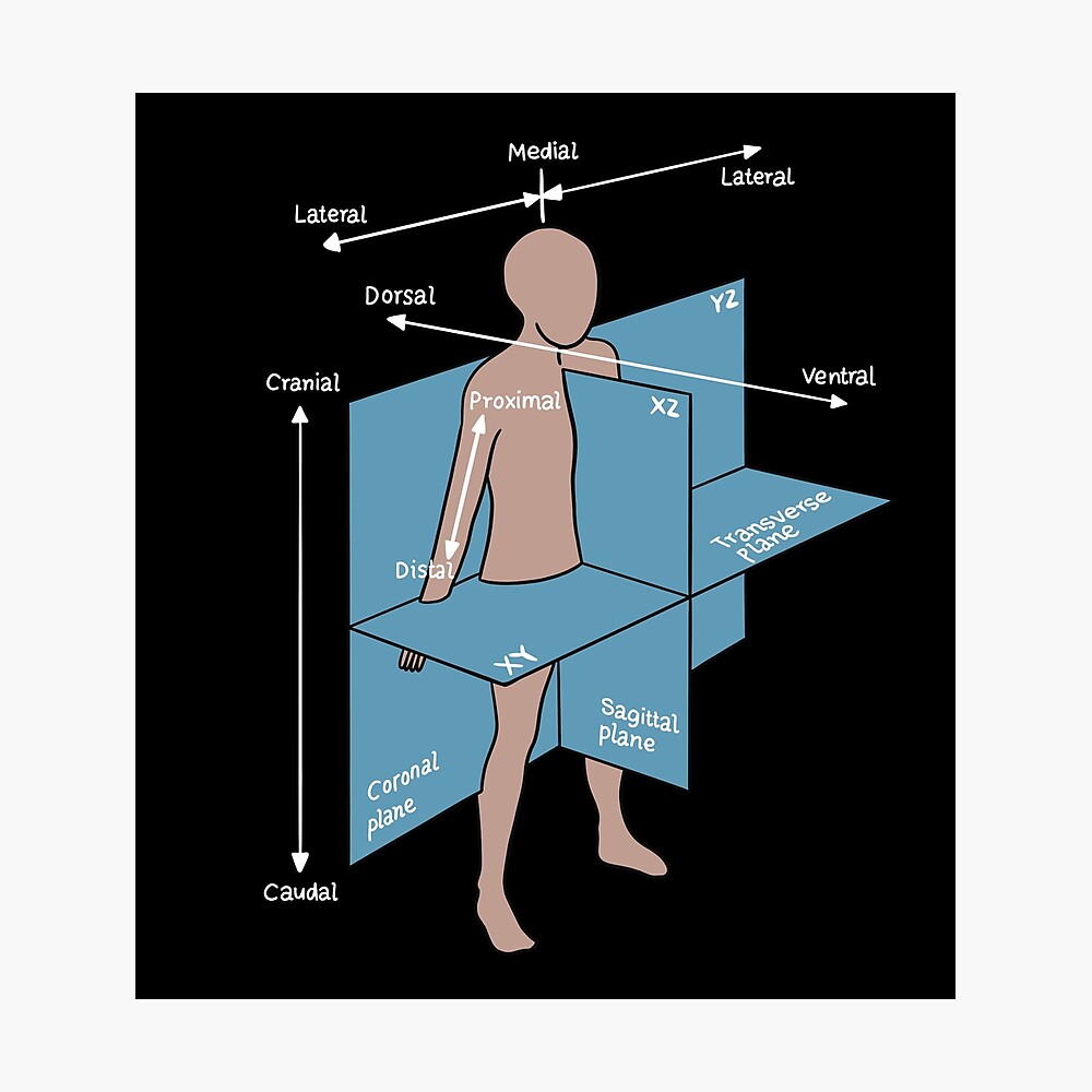 Dorsal Ventral Planes Of Human Body Nurse Or Physician