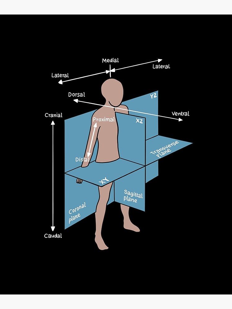 dorsal-ventral-planes-of-human-body-nurse-or-physician-mounted