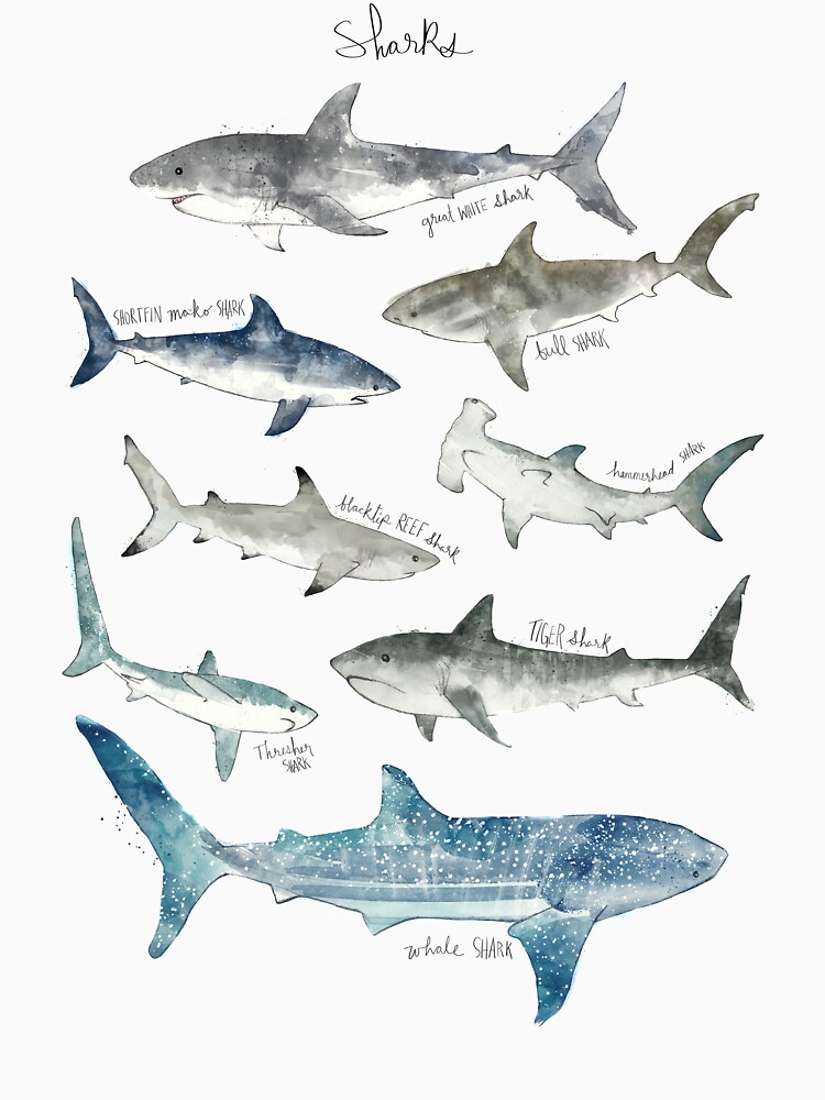 Sharks by AmyHamilton