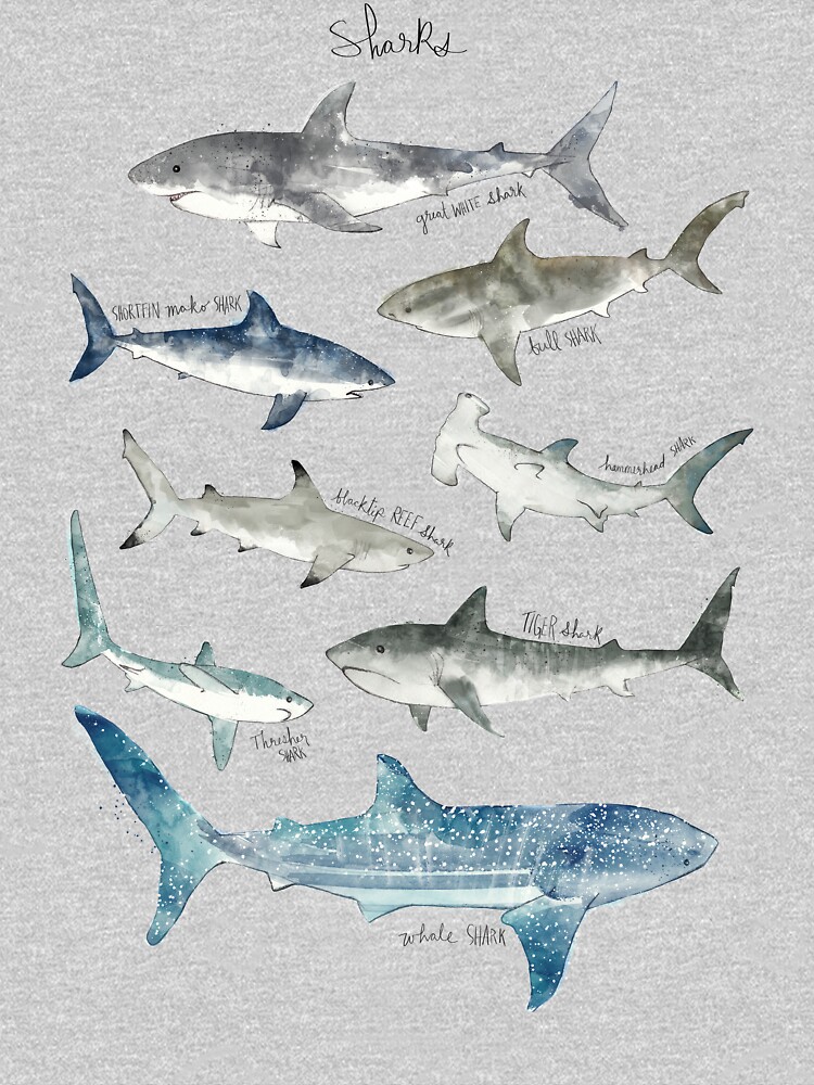 Sharks by AmyHamilton