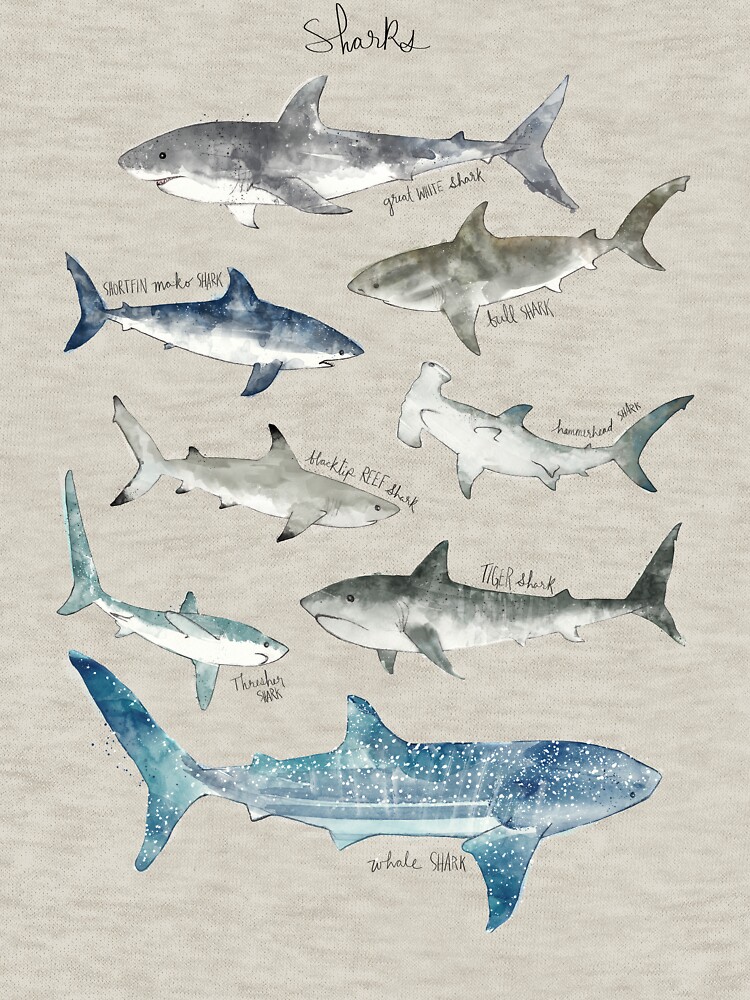 Sharks by AmyHamilton