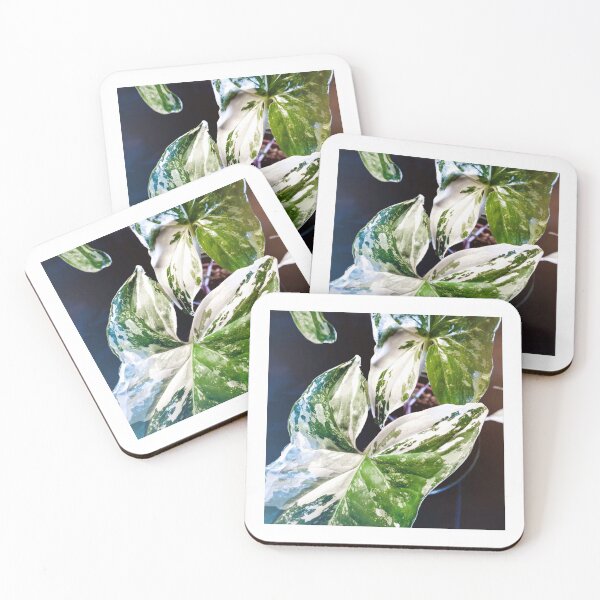 Item preview, Syngonium Albo Variegata designed and sold by drawing4plants.