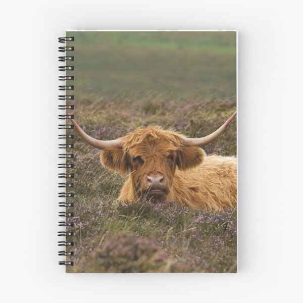 Item preview, Highland Cow Resting In The Heathers designed and sold by rawshutterbug.