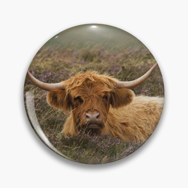 Item preview, Highland Cow Resting In The Heathers designed and sold by rawshutterbug.