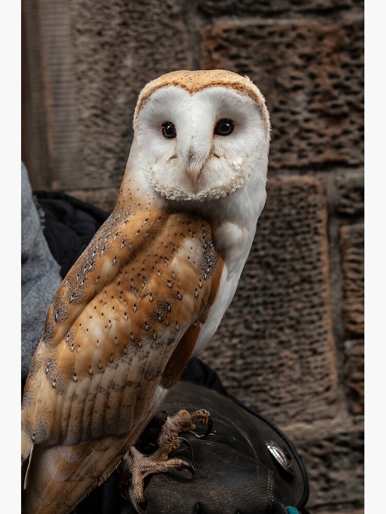 Needle Felt a Barn Owl