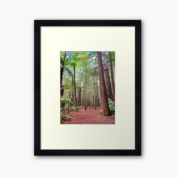 Item preview, Redwood Trees Forest New Zealand designed and sold by ChloeDickenson.