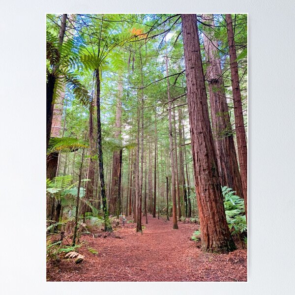 Item preview, Redwood Trees Forest New Zealand designed and sold by ChloeDickenson.