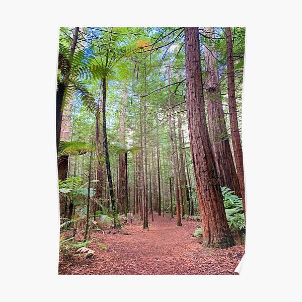Redwood Trees Forest New Zealand Poster