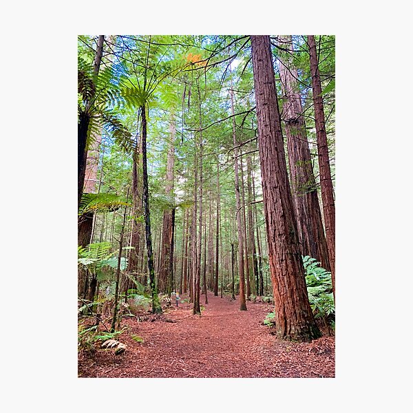 Item preview, Redwood Trees Forest New Zealand designed and sold by ChloeDickenson.