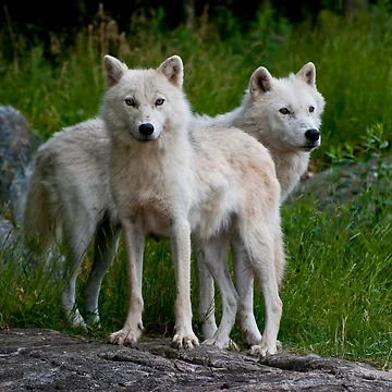 Artwork thumbnail, Arctic Wolves by WolvesOnly