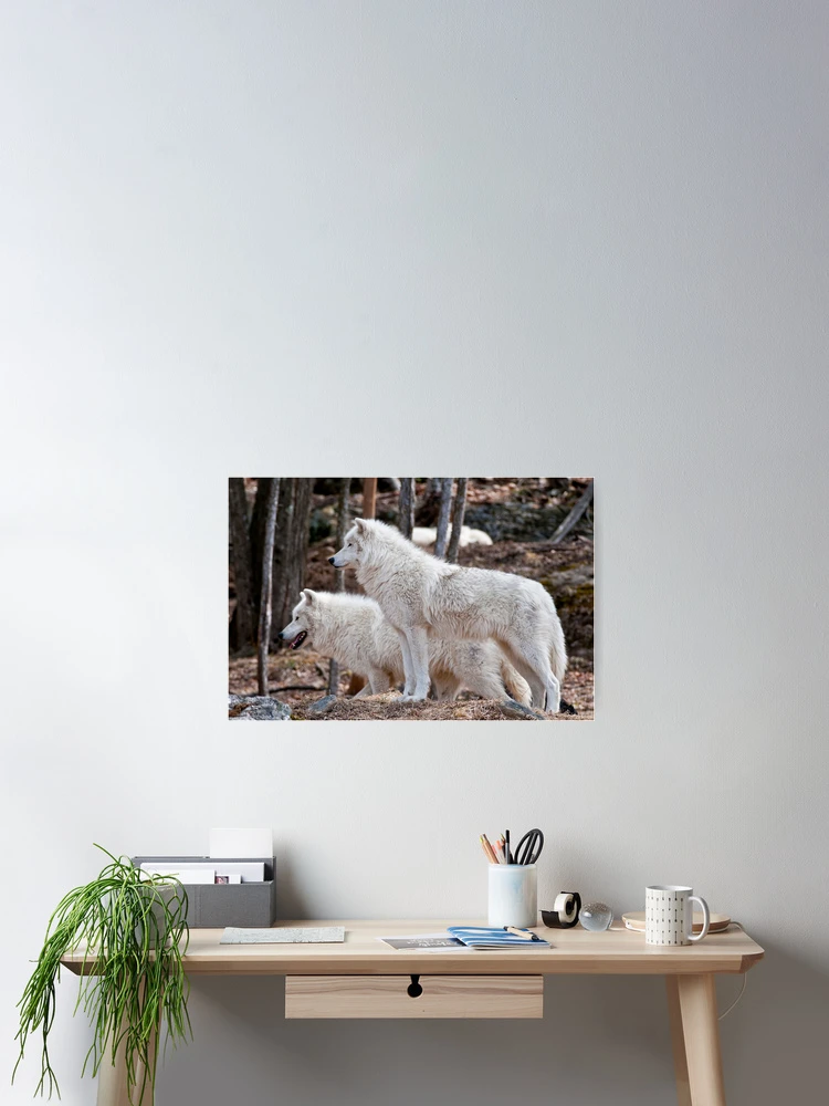 Thumbnail 2 of 3, Poster, Arctic Wolves designed and sold by WolvesOnly.