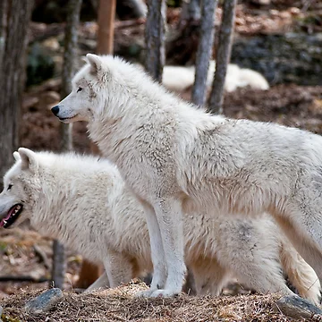 Artwork thumbnail, Arctic Wolves by WolvesOnly