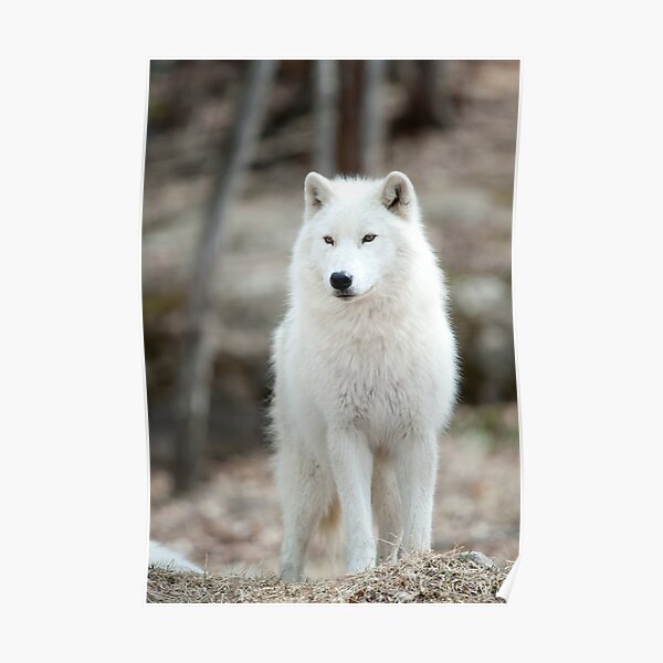 Arctic Wolf Poster