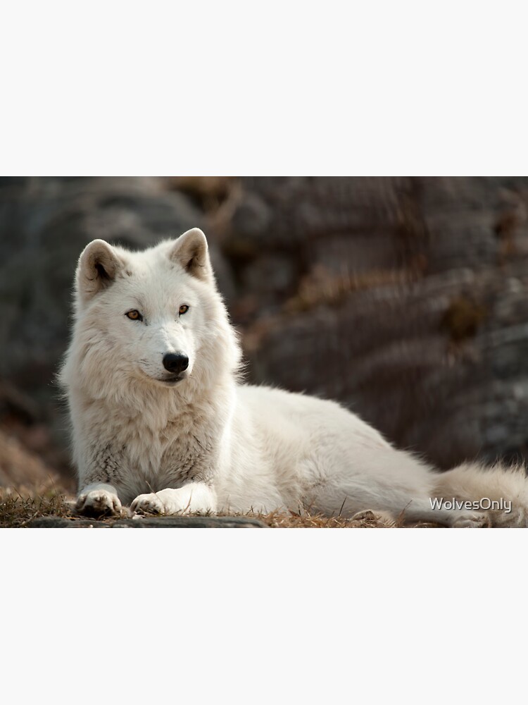 Arctic Wolf Sticker For Sale By Wolvesonly Redbubble 2592