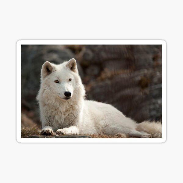 Arctic Wolf Sticker