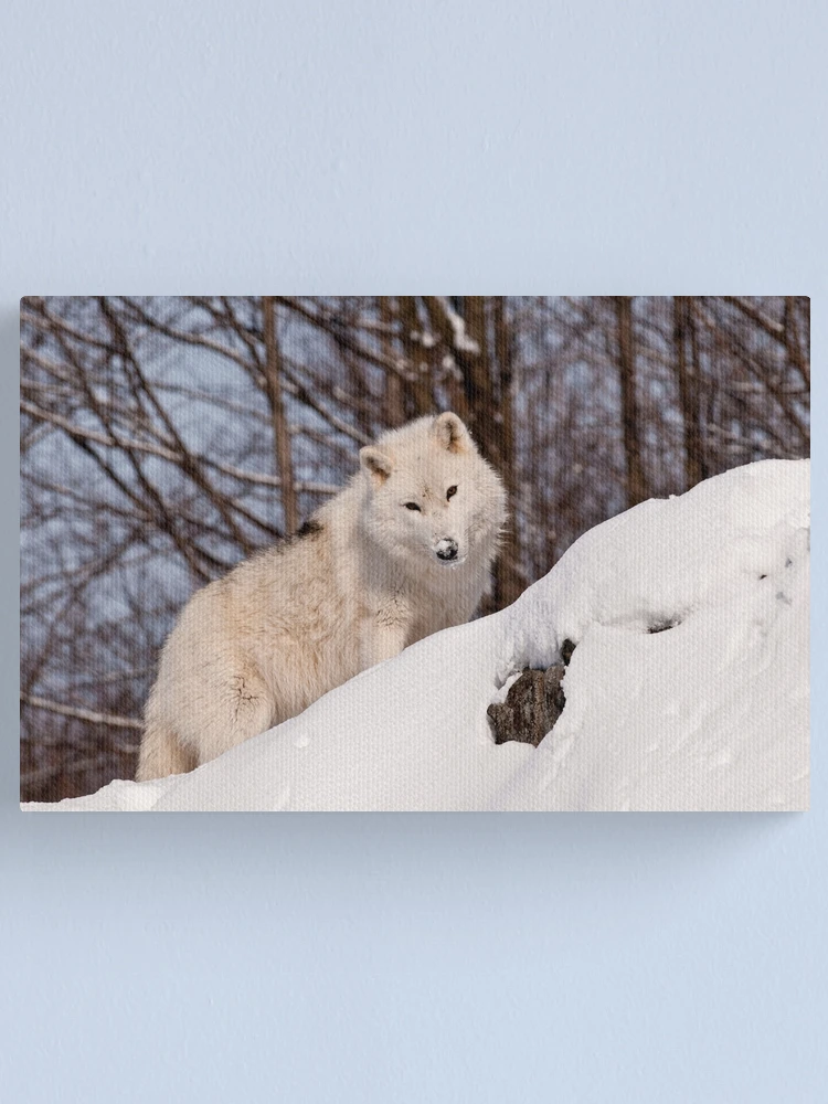 Imagen 1 de 3, Lienzo con la obra Arctic Wolf, diseñada y vendida por WolvesOnly.