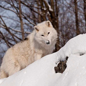 Imagen de la obra Arctic Wolf de WolvesOnly