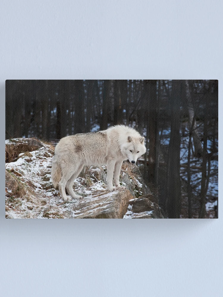 Imagen 1 de 3, Lienzo con la obra Arctic Wolf, diseñada y vendida por WolvesOnly.