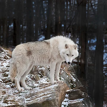 Imagen de la obra Arctic Wolf de WolvesOnly