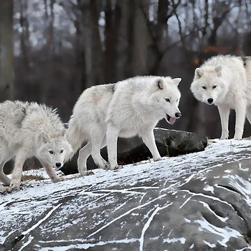 Artwork thumbnail, Arctic Wolves  by WolvesOnly