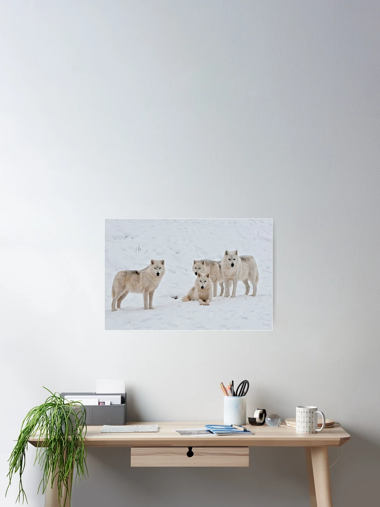 Thumbnail 2 of 3, Poster, Arctic Wolves In Early Morning designed and sold by WolvesOnly.