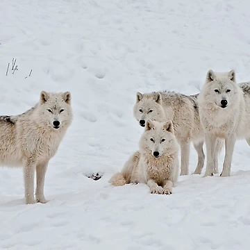 Artwork thumbnail, Arctic Wolves In Early Morning by WolvesOnly