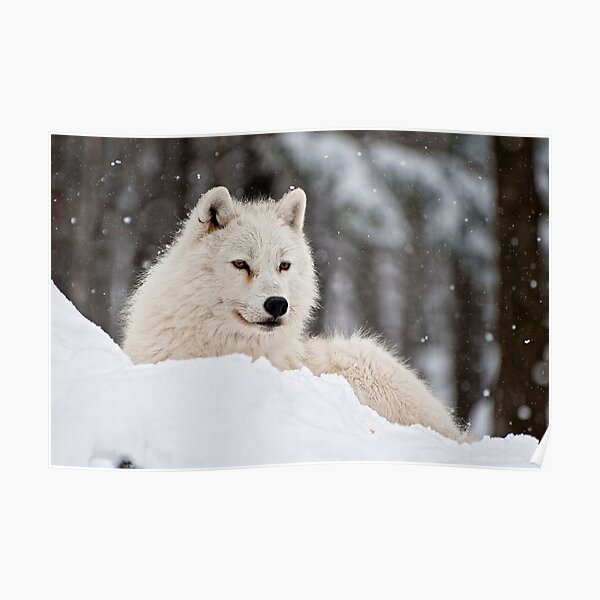 Arctic Wolf Poster