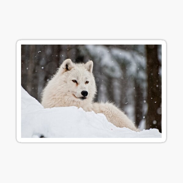 Arctic Wolf Sticker