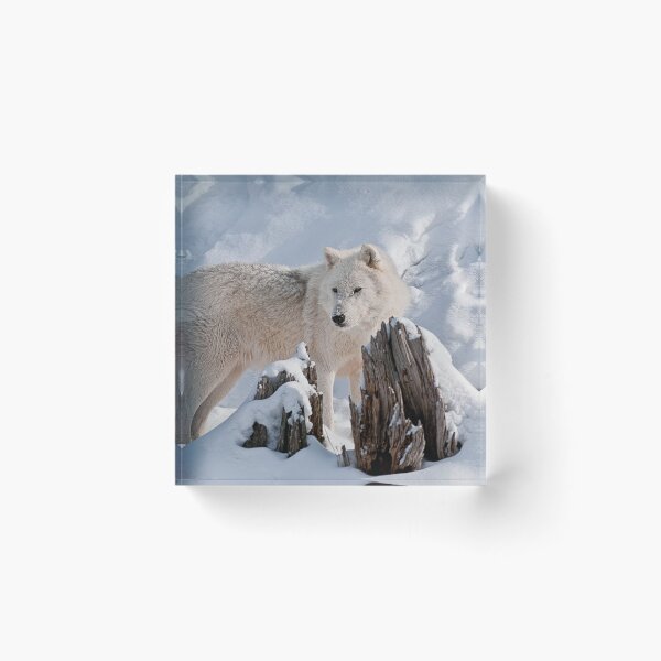Artikelvorschau, Arctic Wolf entworfen und verkauft von WolvesOnly.