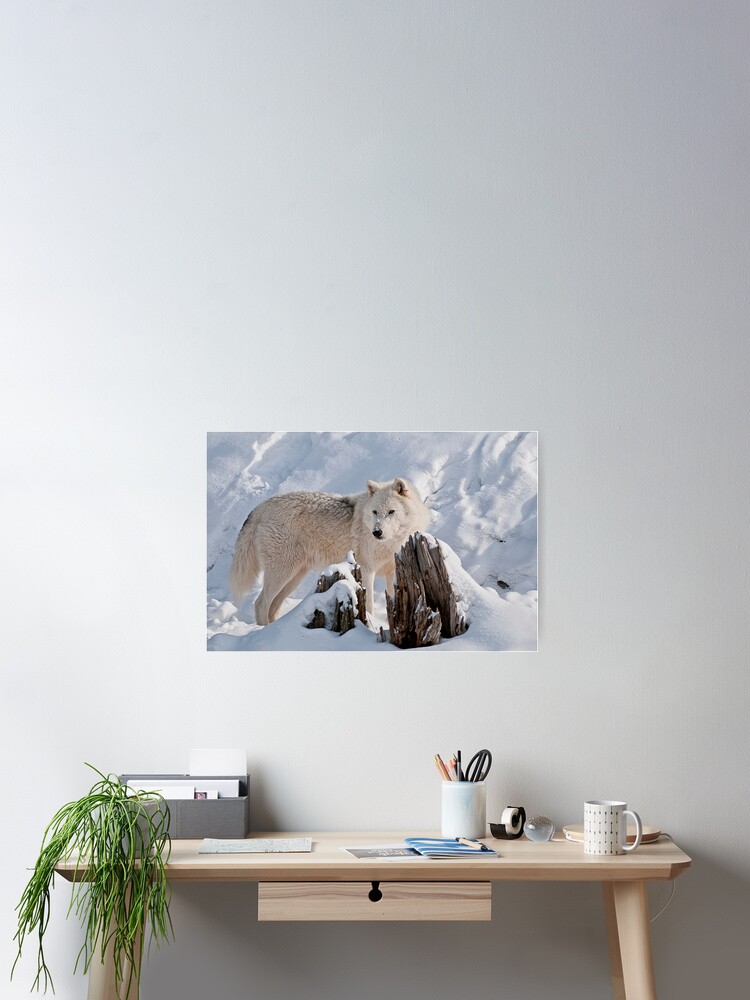 Aperçu 2 sur 3. Poster avec l'œuvre Arctic Wolf créée et vendue par WolvesOnly.