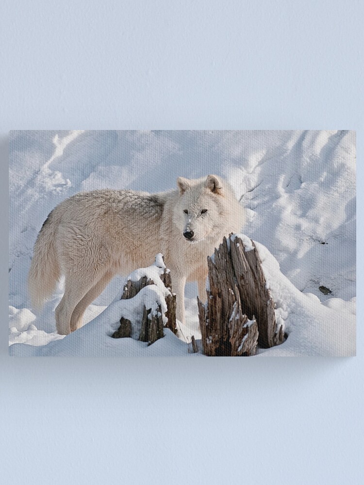 Imagen 1 de 3, Lienzo con la obra Arctic Wolf, diseñada y vendida por WolvesOnly.