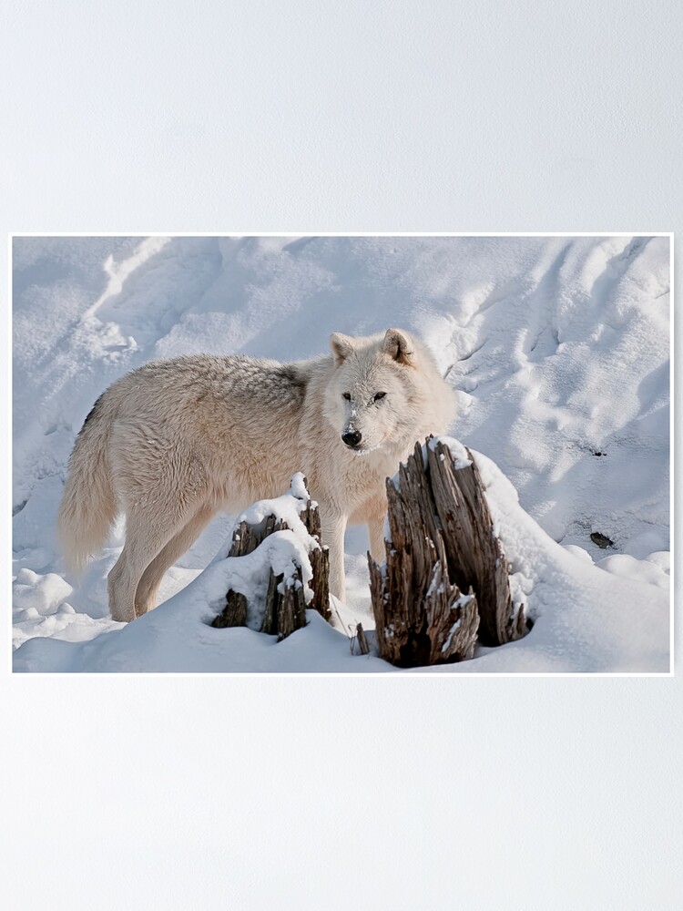 Imagen 1 de 3, Póster con la obra Arctic Wolf, diseñada y vendida por WolvesOnly.
