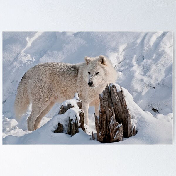 Item preview, Arctic Wolf designed and sold by WolvesOnly.