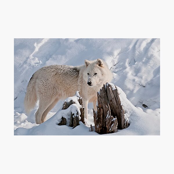 Item preview, Arctic Wolf designed and sold by WolvesOnly.