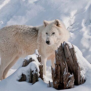 Imagen de la obra Arctic Wolf de WolvesOnly