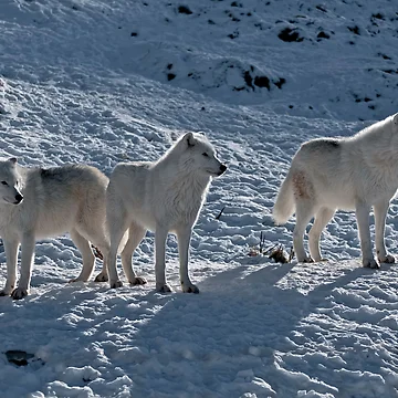 Artwork thumbnail, Arctic Wolves In Early Morning by WolvesOnly