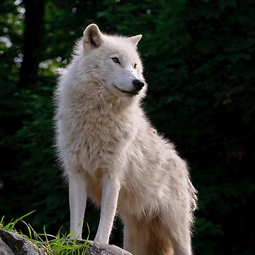 Vorschaubild zum Design The Guardian von WolvesOnly