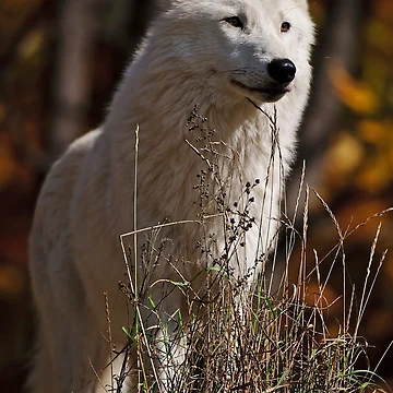 Vorschaubild zum Design Arctic Wolf von WolvesOnly