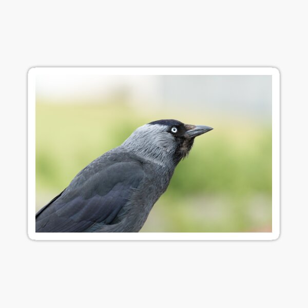 Artikel-Vorschau von Jackdaw-Profil, designt und verkauft von JStanley19.