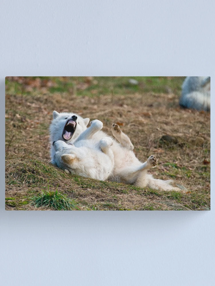 Imagen 1 de 3, Lienzo con la obra Arctic Wolf, diseñada y vendida por WolvesOnly.