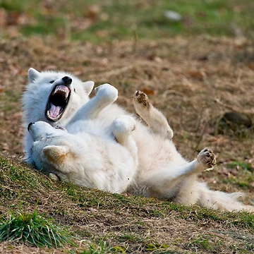 Imagen de la obra Arctic Wolf de WolvesOnly