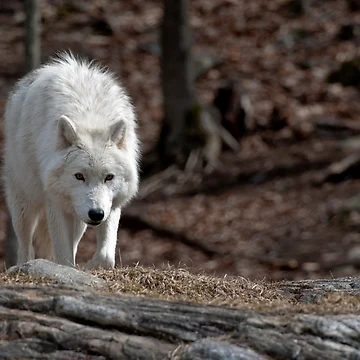 Vorschaubild zum Design Arctic Wolf von WolvesOnly