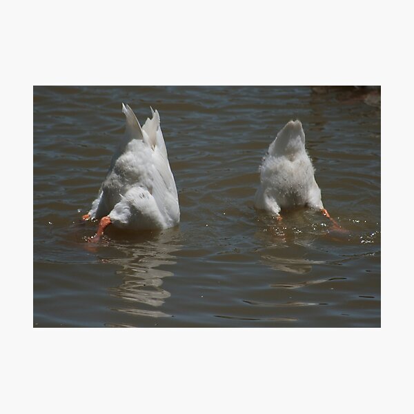 Item preview, Goose down! designed and sold by Denzil.