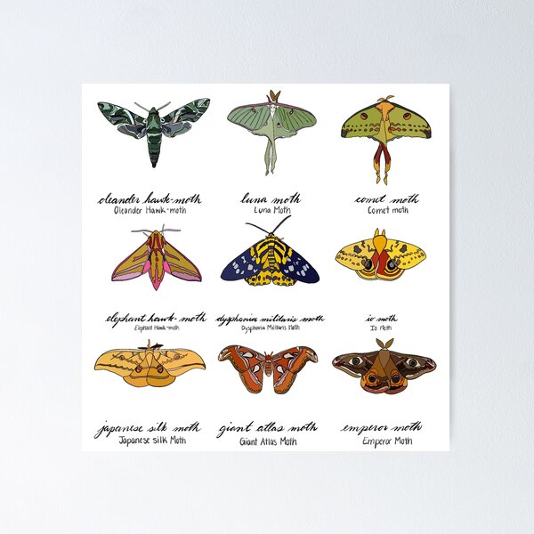 Aperçu de l'œuvre Moths créée et vendue par DanSam.